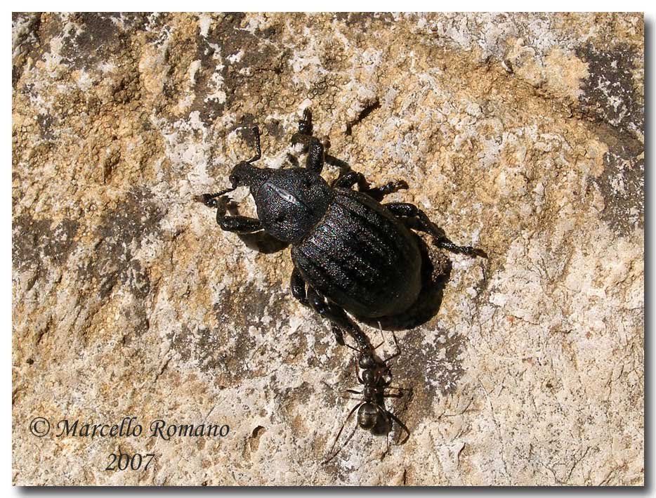 Anisorhynchus barbarus sturmi (Coleoptera, Curculionidae)